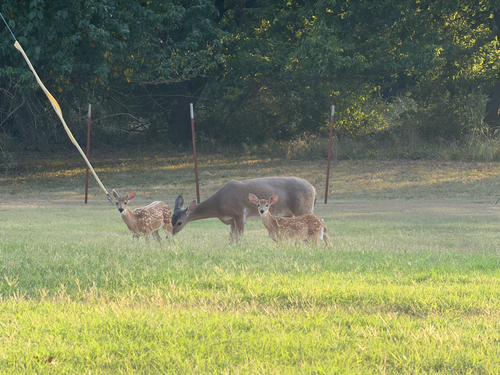 White-tailed Deer