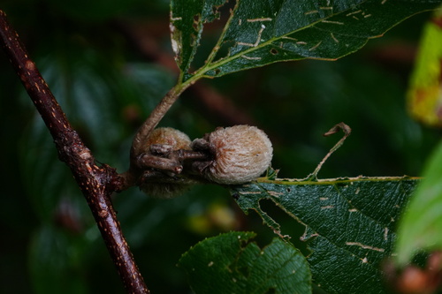 Actinidia eriantha