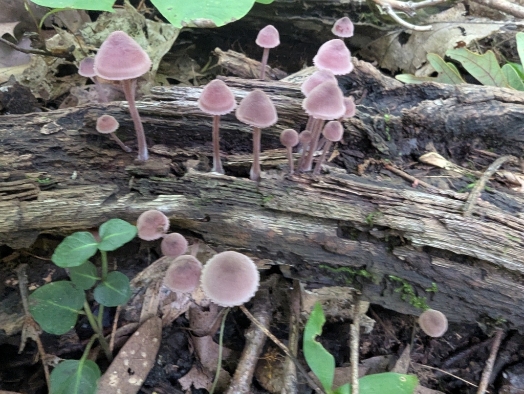 Bleeding Fairy Helmet · August 2026 · photo: Photo: (c) Robert M Hallock, some rights reserved (CC BY) · iNaturalist