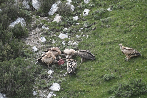 Himalayan Griffon