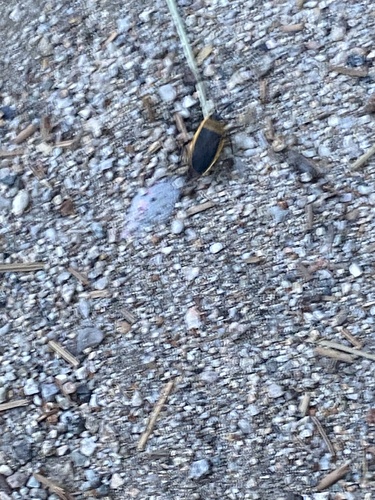 iNaturalist observation photo of California Bordered Plant Bug