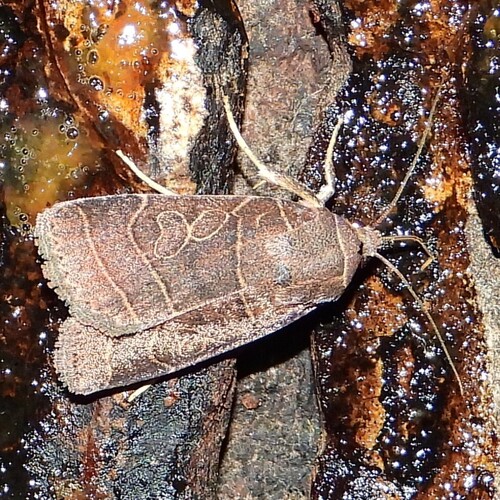 Rustic Quaker photo 4