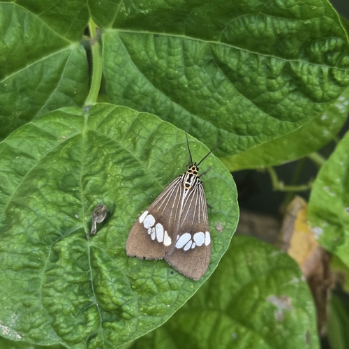 Asian Magpie Moth