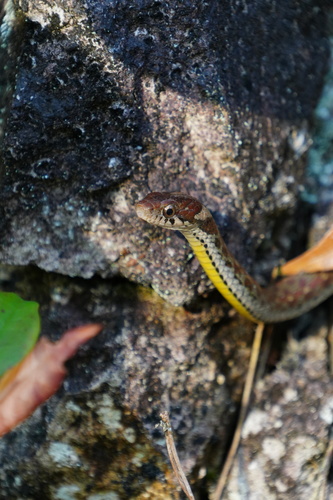 Kuatun Keelback