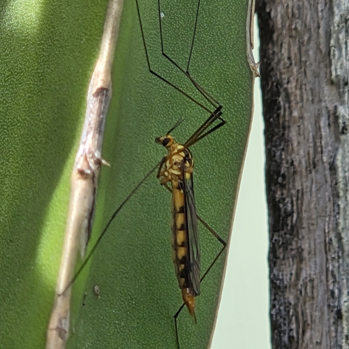 Australian Tiger Crane Fly