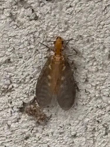Protohermes costalis