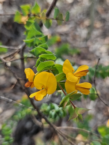 spiny bush-pea