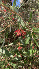 Grevillea olivacea