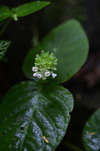 Argostemma observed 2026-07-11