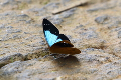Lymanopoda caeruleata