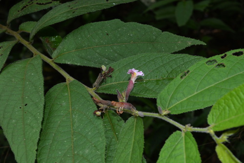 Helicteres hirsuta observed 2026-07-11