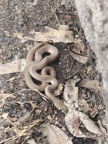 Yellow-faced Whipsnake