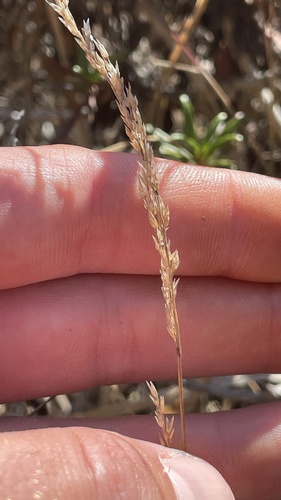 Poa secunda observed 2026-08-08