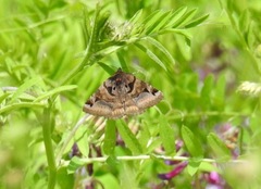 Euclidia ardita