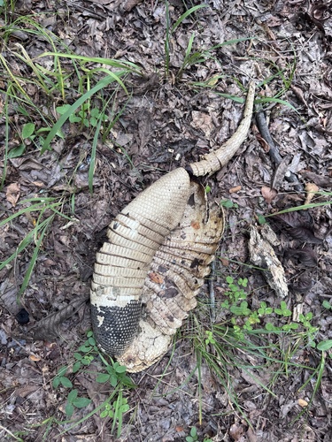 Mexican Long-nosed Armadillo