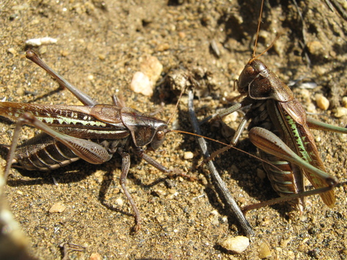 Sedakov's Bush-cricket