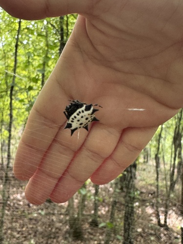 Spinybacked Orbweaver