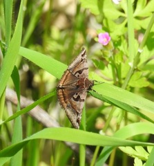 Euclidia ardita
