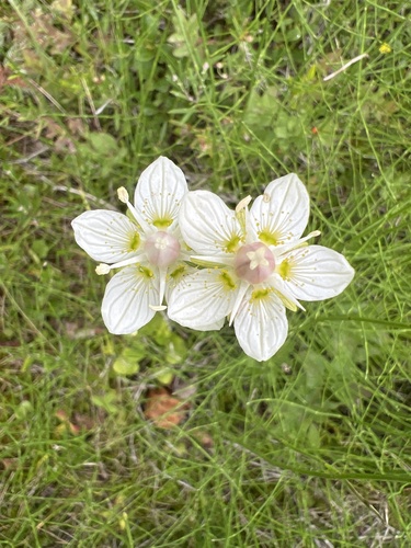 marsh grass-of-Parnassus