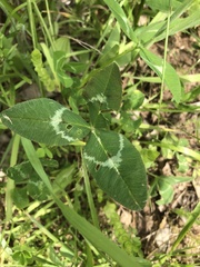Trifolium vesiculosum