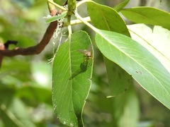 Rhagio