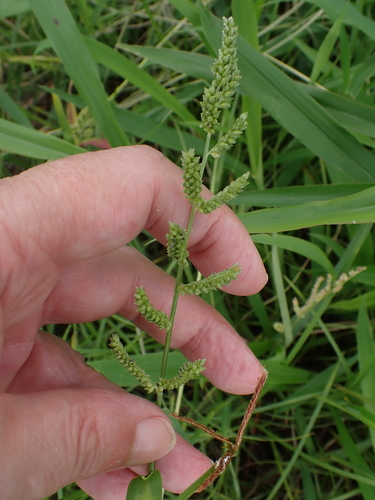 Jungle Rice