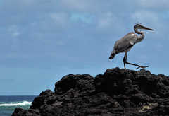 Ardea cinerea firasa