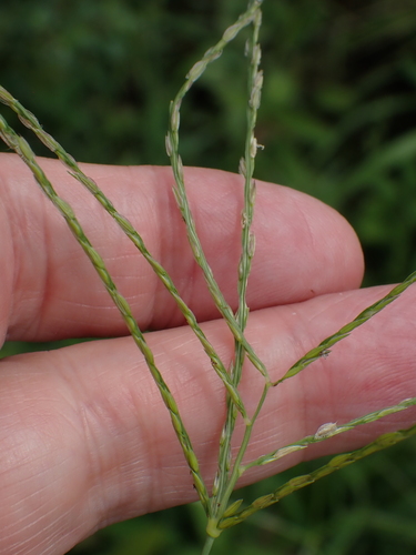 Tropical Finger-grass