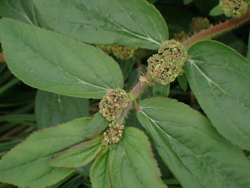 Asthma Plant