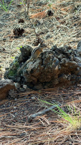 Gray-collared Chipmunk observed by tucsonbirder