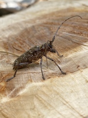 Monochamus titillator