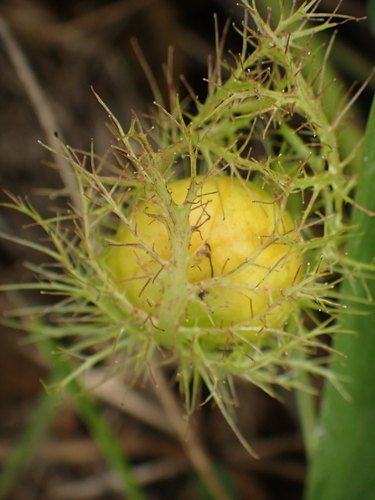 Orangefruit Passionflower