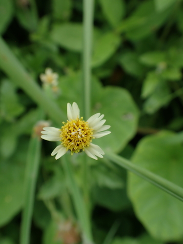 Tridax Daisy