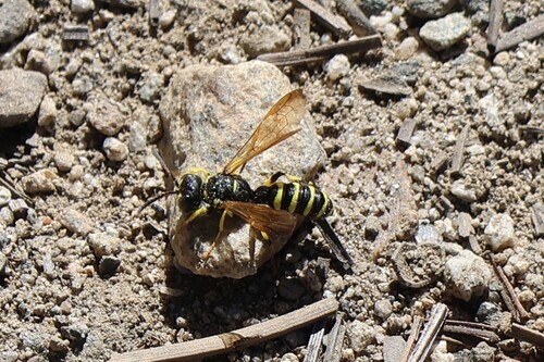 iNaturalist observation photo of Square-headed Wasps, Sand Wasps, and Allies