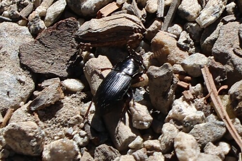 iNaturalist observation photo of Ground Beetles