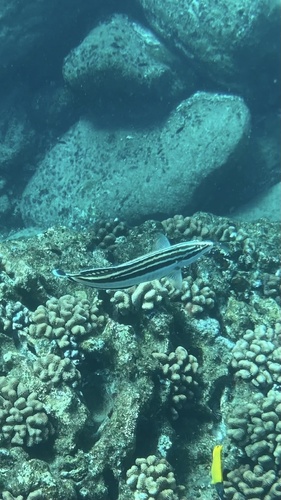 Coris flavovittata observed 2026-08-08