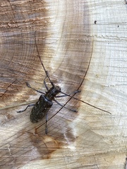 Monochamus titillator