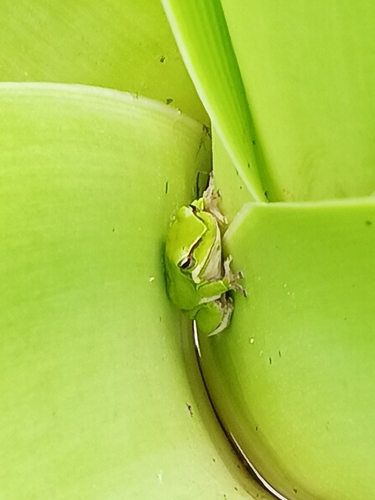 Eastern Dwarf Tree Frog