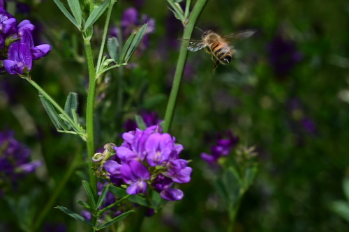 Western Honey Bee