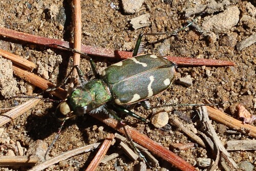iNaturalist observation photo of Green Long-lipped Tiger Beetle