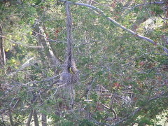 Pitangus sulphuratus