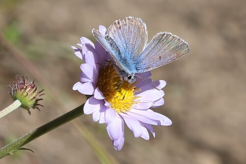 iNaturalist observation photo of Polyommatina