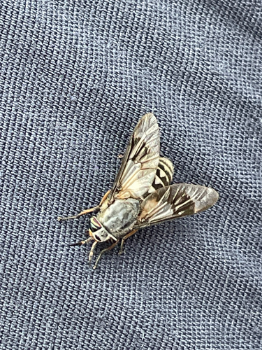 Furious Deer Fly