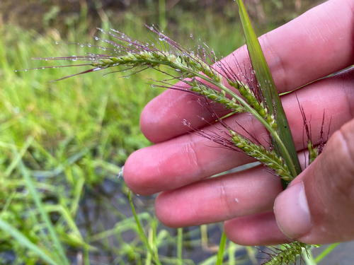 Echinochloa crus-galli observed 2026-08-08