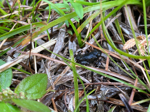 Eleutherodactylus planirostris observed 2026-08-08