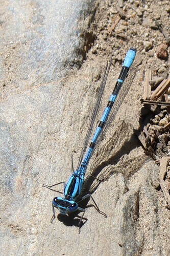 iNaturalist observation photo of Bluets