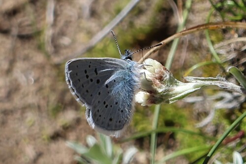 iNaturalist observation photo of Icaricia