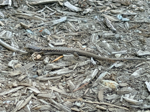 Northern Alligator Lizard