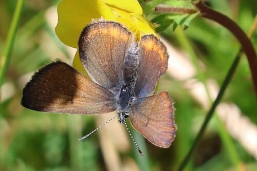 iNaturalist observation photo of Greenish Blue