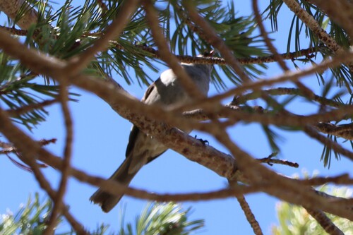 iNaturalist observation photo of Perching Birds